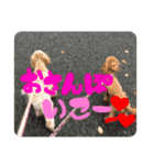 ぴぴちゃんすたんぷwithもんちゃん（個別スタンプ：7）