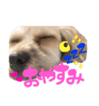 ぴぴちゃんすたんぷwithもんちゃん（個別スタンプ：8）