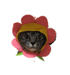 イヤイヤかぶる猫（個別スタンプ：1）
