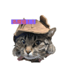 イヤイヤかぶる猫（個別スタンプ：2）
