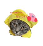 イヤイヤかぶる猫（個別スタンプ：3）