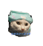 イヤイヤかぶる猫（個別スタンプ：4）