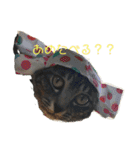 イヤイヤかぶる猫（個別スタンプ：10）