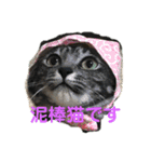 イヤイヤかぶる猫（個別スタンプ：11）