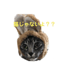 イヤイヤかぶる猫（個別スタンプ：13）