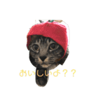 イヤイヤかぶる猫（個別スタンプ：16）