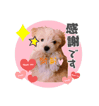 マルプー犬レモンの日常（個別スタンプ：5）
