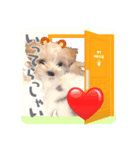 マルプー犬レモンの日常（個別スタンプ：6）