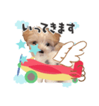 マルプー犬レモンの日常（個別スタンプ：7）