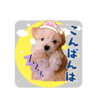 マルプー犬レモンの日常（個別スタンプ：8）