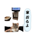 てみーの気持ちスタンプ（個別スタンプ：5）