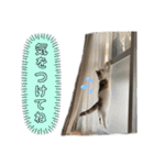 てみーの気持ちスタンプ（個別スタンプ：8）