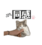 てみーの気持ちスタンプ（個別スタンプ：18）