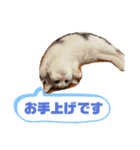 てみーの気持ちスタンプ（個別スタンプ：20）
