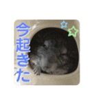 チンチラのおはぎくん4（個別スタンプ：4）