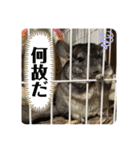 チンチラのおはぎくん4（個別スタンプ：8）
