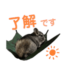 チンチラのおはぎくん4（個別スタンプ：15）
