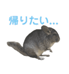 チンチラのおはぎくん4（個別スタンプ：18）