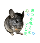 チンチラのおはぎくん4（個別スタンプ：19）