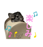 チンチラのおはぎくん4（個別スタンプ：25）