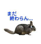 チンチラのおはぎくん4（個別スタンプ：27）