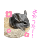 チンチラのおはぎくん4（個別スタンプ：28）