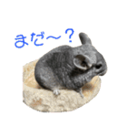 チンチラのおはぎくん4（個別スタンプ：29）