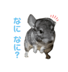チンチラのおはぎくん4（個別スタンプ：31）