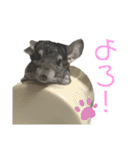 チンチラのおはぎくん4（個別スタンプ：32）