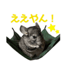 チンチラのおはぎくん4（個別スタンプ：35）