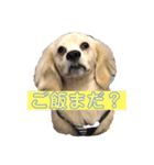 陽気なカペロくん（個別スタンプ：2）