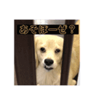 陽気なカペロくん（個別スタンプ：4）