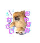 ぼくちゃんすたんぷ！（個別スタンプ：1）
