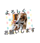 うしおの挨拶スタンプ（個別スタンプ：1）