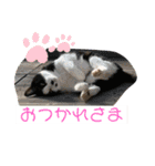 ソップとポッチ（個別スタンプ：6）