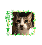 ソップとポッチ（個別スタンプ：8）