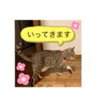 ねこ2匹のすたんぷ（個別スタンプ：1）
