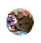 ねこ2匹のすたんぷ（個別スタンプ：2）