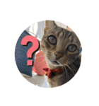 ねこ2匹のすたんぷ（個別スタンプ：3）