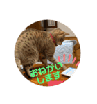 ねこ2匹のすたんぷ（個別スタンプ：4）
