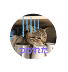 ねこ2匹のすたんぷ（個別スタンプ：5）