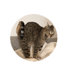 ねこ2匹のすたんぷ（個別スタンプ：6）