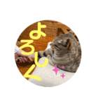 ねこ2匹のすたんぷ（個別スタンプ：8）