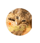 ねこ2匹のすたんぷ（個別スタンプ：9）