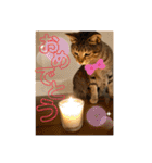 ねこ2匹のすたんぷ（個別スタンプ：10）