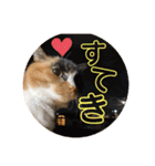 ねこ2匹のすたんぷ（個別スタンプ：11）