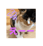 ねこ2匹のすたんぷ（個別スタンプ：12）