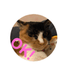 ねこ2匹のすたんぷ（個別スタンプ：14）