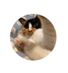 ねこ2匹のすたんぷ（個別スタンプ：15）