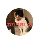 ねこ2匹のすたんぷ（個別スタンプ：16）
